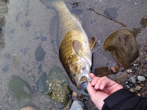 スモールマウスバスの釣果