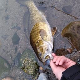 スモールマウスバス