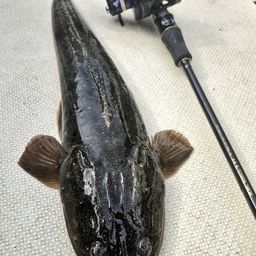 マゴチ