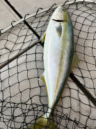メジロの釣果
