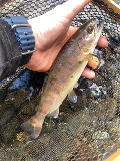 ヤマメの釣果