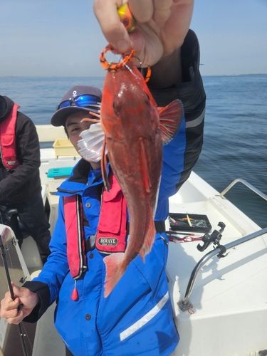 カナガシラの釣果