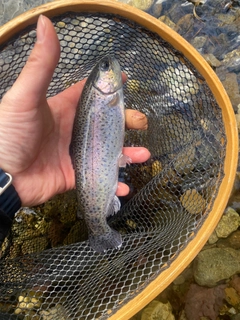 ニジマスの釣果