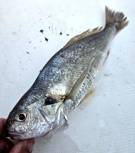 シログチの釣果