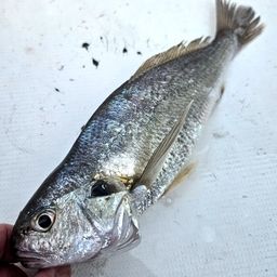 シログチ