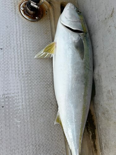 メジロの釣果
