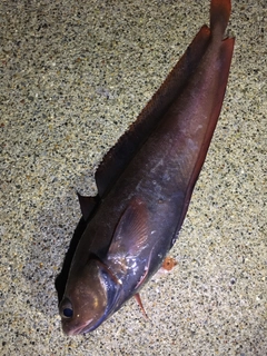 チゴダラの釣果