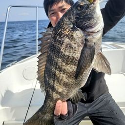 クロダイ