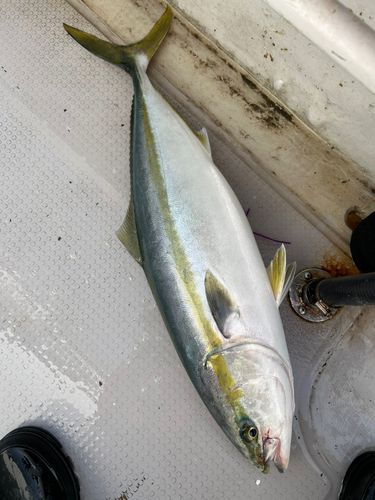メジロの釣果
