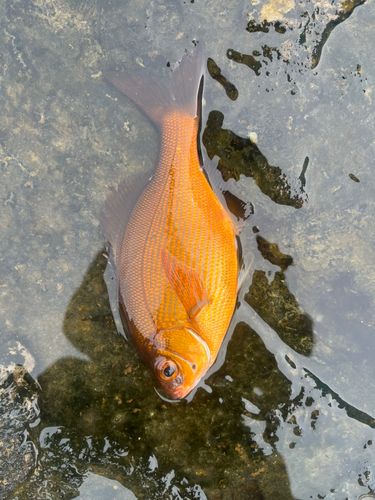 アカタナゴの釣果