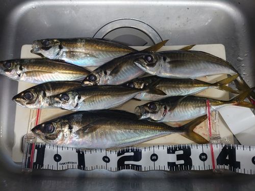 マアジの釣果