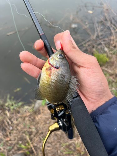 ブルーギルの釣果