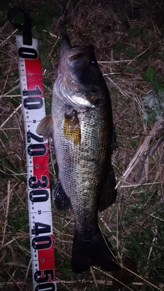 ブラックバスの釣果