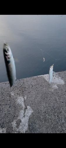 ウルメイワシの釣果