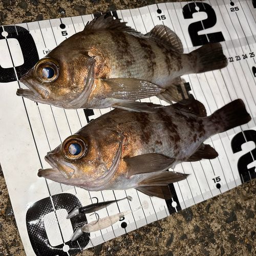 メバルの釣果