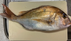 釣果