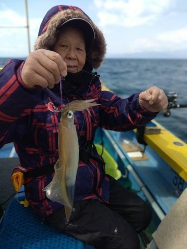 ヤリイカの釣果
