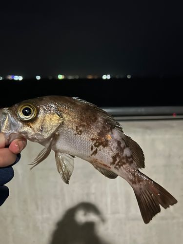 メバルの釣果