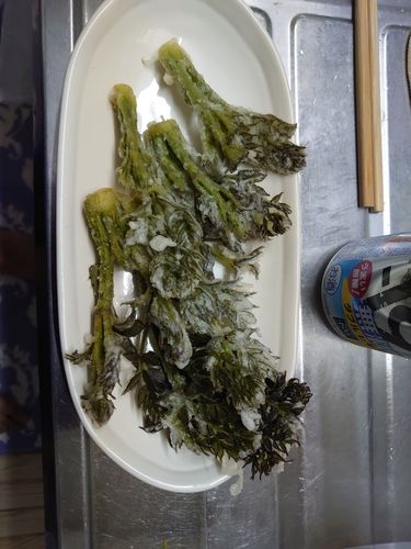 タラの釣果