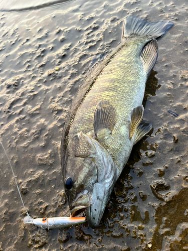 スモールマウスバスの釣果