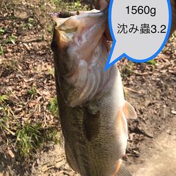 ブラックバス
