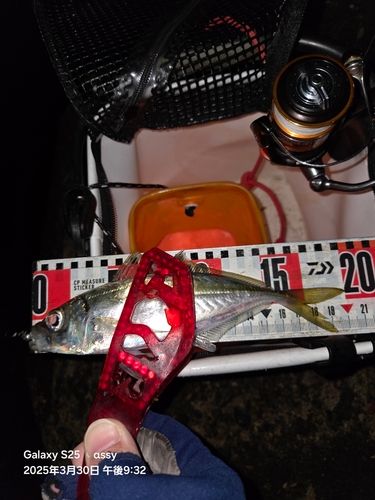 マアジの釣果