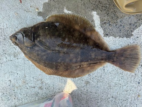 カレイの釣果