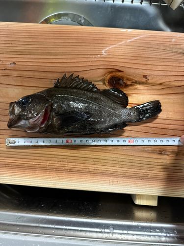 メバルの釣果