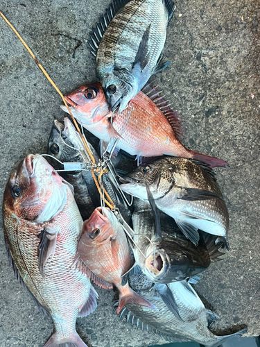 マダイの釣果