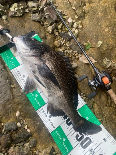 チヌの釣果