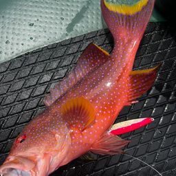 ナガジューミーバイ