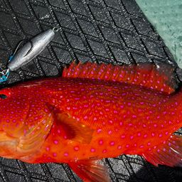 ナガジューミーバイ