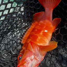 ハンゴーミーバイ