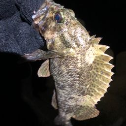 カサゴ