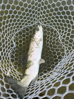 サクラマスの釣果