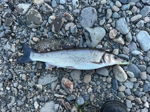 ウグイの釣果