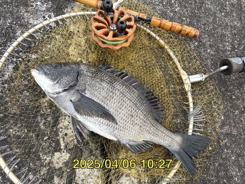 クロダイの釣果