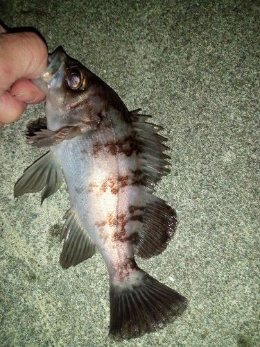 メバルの釣果