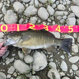 スモールマウスバス