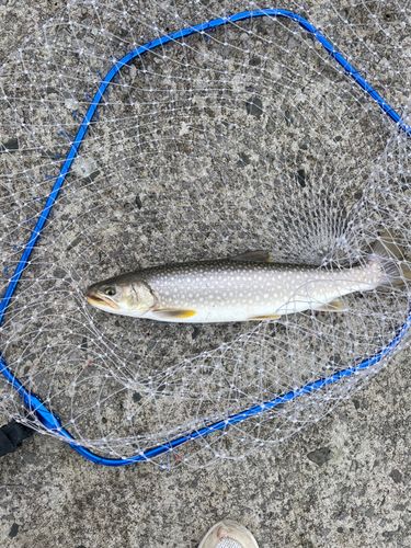 アメマスの釣果