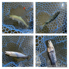 ニジマスの釣果