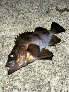 メバルの釣果