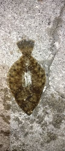 クロガシラガレイの釣果