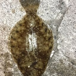 クロガシラガレイ