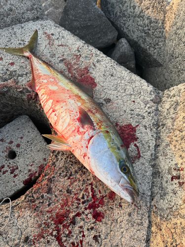 ヤズの釣果