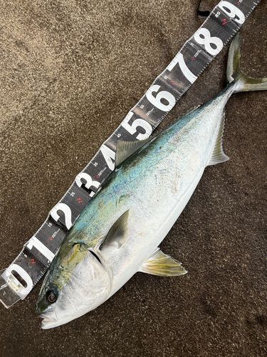 ヤズの釣果