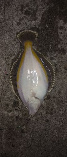 スナガレイの釣果