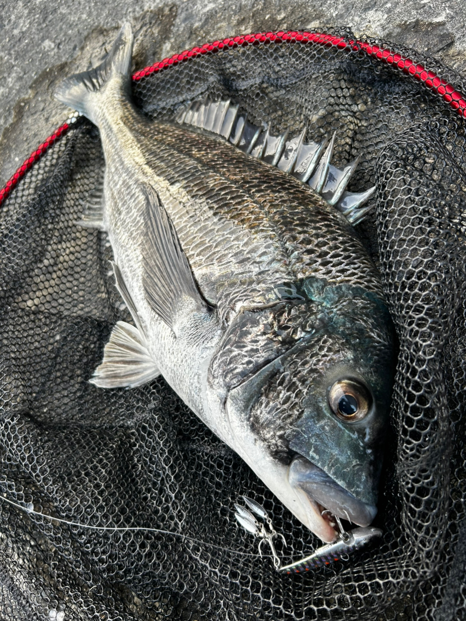 SHIMANO 22ステラ 4000Mの最安値・インプレ・釣果 | 本音の