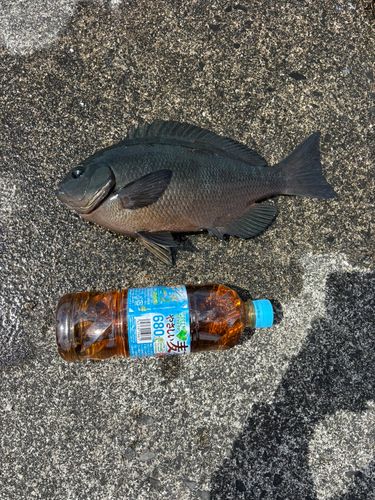 グレの釣果
