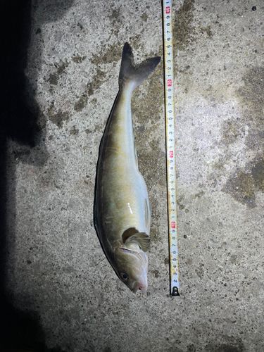 ホッケの釣果